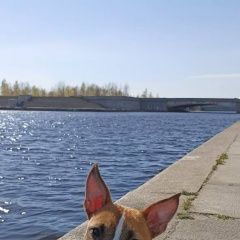 Подробнее об объявлении «Санкт-Петербург Пропала собака кобель» Фото: пропала собака  «Санкт-Петербург Пропала собака кобель» в г. Санкт-Петербург