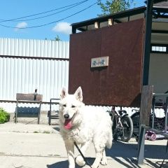 Подробнее об объявлении «Пропала собака друг семьи Южно-Сахалинск» Фото: пропала собака >  Большая швейцарская горная пастушья  собака «Пропала собака друг семьи Южно-Сахалинск» в г. Южно-Сахалинск