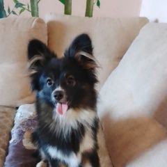 Подробнее об объявлении «Чехов Пропала собака кобель помогите найти любимого питомца» Фото: пропала собака Папильон ( папийон) «Чехов Пропала собака кобель помогите найти...» в г. Чехов