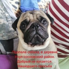Подробнее об объявлении «Новокузнецк Пропала собака кобель мопс» Фото: пропала собака Мопс «Новокузнецк Пропала собака кобель мопс» в г. Новокузнецк