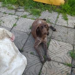 Подробнее об объявлении «Краснодар Пропала собака курцхаар» Фото: пропала собака Курцхаар «Краснодар Пропала собака курцхаар» в г. Краснодар