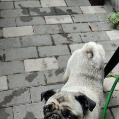 Подробнее об объявлении «Ростов-на-Дону Пропала собака, девочка, мопс» Фото: пропала собака Мопс «Ростов-на-Дону Пропала собака, девочка, мопс» в г. Ростов-на-Дону