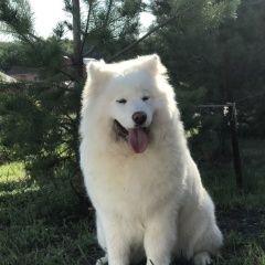 Подробнее об объявлении «Тюмень Пропала собака кличка шайни» Фото: пропала собака Самоедская лайка «Тюмень Пропала собака кличка шайни» в г. Тюмень