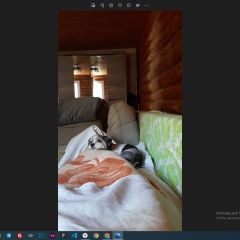 Подробнее об объявлении «Иваново Пропала собака кобель в районе ул. фролова» Фото: пропала собака Йоркширский терьер «Иваново Пропала собака кобель в районе ул. фролова» в г. Иваново