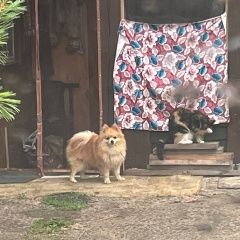 Подробнее об объявлении «Комсомольск-на-Амуре Пропала собака кобель померанский шпиц, рыжий окрас 10 лет пот» Фото: пропала собака Померанский шпиц «Комсомольск-на-Амуре Пропала собака кобель...» в г. Комсомольск-на-Амуре