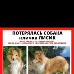 Подробнее об объявлении «Купавна Пропала собака кобель щенок шелти (мини-колли)» Фото: пропала собака Шелти «Купавна Пропала собака кобель щенок шелти...» в г. Купавна