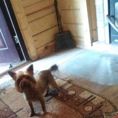 Подробнее об объявлении «Подольск Пропала собака» Фото: пропала собака Йоркширский терьер «Подольск Пропала собака» в г. Подольск