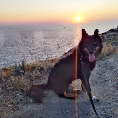 Подробнее об объявлении «Анапа Пропала собака кобель пес миша мкр. горгиппия» Фото: пропала собака  «Анапа Пропала собака кобель пес миша мкр....» в г. Анапа