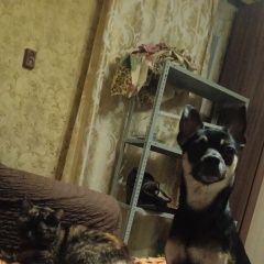 Подробнее об объявлении «Пропала собака кобель срочно нужна помощь Белово» Фото: пропала собака Той-терьер «Пропала собака кобель срочно нужна помощь Белово» в г. Белово