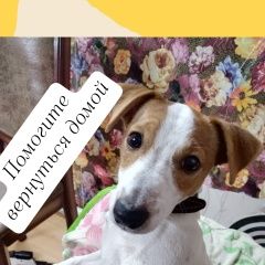 Подробнее об объявлении «Орел Пропала собака кобель джек рассел» Фото: пропала собака Джек рассел терьер «Орел Пропала собака кобель джек рассел» в г. Орел