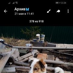 Подробнее об объявлении «Пропала собака кобель Верхняя Пышма» Фото: пропала собака  «Пропала собака кобель Верхняя Пышма» в г. Верхняя Пышма
