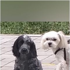 Подробнее об объявлении «Омск Пропала собака» Фото: пропала собака Русский охотничий спаниель «Омск Пропала собака» в г. Омск