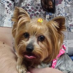 Подробнее об объявлении «Анапа Пропала собака станица анапская, лазурная 6» Фото: пропала собака Йоркширский терьер «Анапа Пропала собака станица анапская, лазурная 6» в г. Анапа