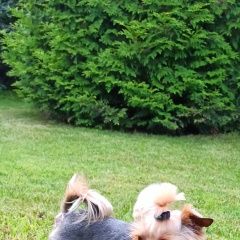 Подробнее об объявлении «Пушкино Пропала собака кобель йоркширский терьер» Фото: пропала собака Йоркширский терьер «Пушкино Пропала собака кобель йоркширский терьер» в г. Пушкино