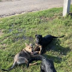 Подробнее об объявлении «Казань Пропала собака» Фото: пропала собака  «Казань Пропала собака» в г. Казань