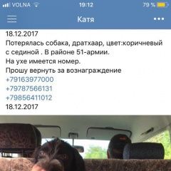 Подробнее об объявлении «Симферополь Пропала собака кобель очень важно» Фото: пропала собака Дратхаар «Симферополь Пропала собака кобель очень важно» в г. Симферополь