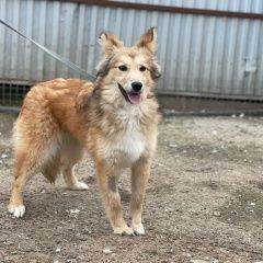 Подробнее об объявлении «Малоярославец Пропала собака» Фото: пропала собака  «Малоярославец Пропала собака» в г. Малоярославец