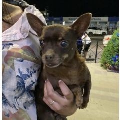 Подробнее об объявлении «Анапа Пропала собака кобель» Фото: пропала собака  «Анапа Пропала собака кобель» в г. Анапа