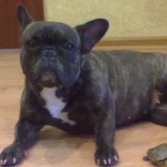 Подробнее об объявлении «Брянск Пропала собака потерялась собака» Фото: пропала собака Французский бульдог «Брянск Пропала собака потерялась собака» в г. Брянск