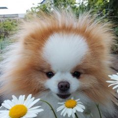 Подробнее об объявлении «Стерлитамак Пропала собака» Фото: пропала собака  «Стерлитамак Пропала собака» в г. Стерлитамак