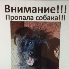Подробнее об объявлении «Кемерово Пропала собака кобель помогите найти собаку» Фото: пропала собака  «Кемерово Пропала собака кобель помогите найти...» в г. Кемерово