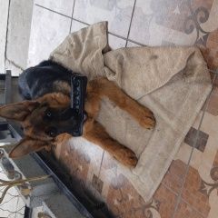 Подробнее об объявлении «Каскелен Пропала собака» Фото: пропала собака Немецкая овчарка «Каскелен Пропала собака» в г. Каскелен