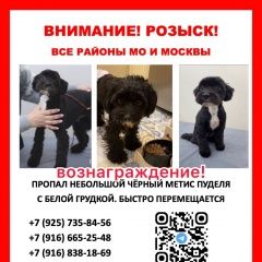 Подробнее об объявлении «Москва Пропала собака кобель подопечный команды пудель хелп» Фото: пропала собака  «Москва Пропала собака кобель подопечный команды...» в г. Москва