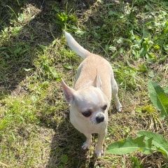 Подробнее об объявлении «Красноярск Пропала собака будем рады любой помощи.» Фото: пропала собака Чихуахуа «Красноярск Пропала собака будем рады любой помощи.» в г. Красноярск