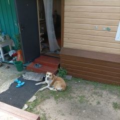 Подробнее об объявлении «Благовещенск (Амурская обл.) Пропала собака» Фото: пропала собака  «Благовещенск (Амурская обл.) Пропала собака» в г. Благовещенск (Амурская обл.)