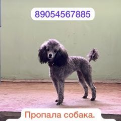 Подробнее об объявлении «Ростов-на-Дону Пропала собака» Фото: пропала собака  «Ростов-на-Дону Пропала собака» в г. Ростов-на-Дону