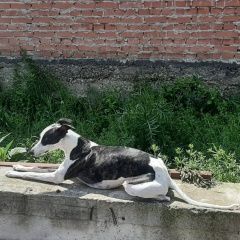 Подробнее об объявлении «Анапа Пропала собака помогите найти» Фото: пропала собака Уиппет «Анапа Пропала собака помогите найти» в г. Анапа