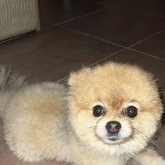 Подробнее об объявлении «Санкт-Петербург Пропала собака» Фото: пропала собака Померанский шпиц «Санкт-Петербург Пропала собака» в г. Санкт-Петербург