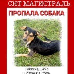 Подробнее об объявлении «Нефтеюганск Пропала собака кобель» Фото: пропала собака  «Нефтеюганск Пропала собака кобель» в г. Нефтеюганск