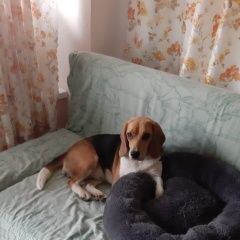 Подробнее об объявлении «Сочи Пропала собака берта» Фото: пропала собака  «Сочи Пропала собака берта» в г. Сочи