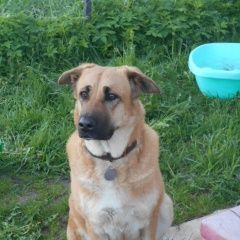 Подробнее об объявлении «Калуга Пропала собака» Фото: пропала собака  «Калуга Пропала собака» в г. Калуга