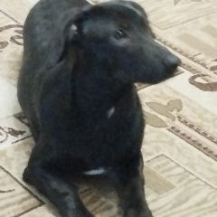 Подробнее об объявлении «Пропала собака кобель филя 10 месяцев Асбест» Фото: пропала собака  «Пропала собака кобель филя 10 месяцев Асбест» в г. Асбест