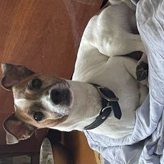 Подробнее об объявлении «Михайловск Ставропольский край Пропала собака кобель вознаграждение» Фото: пропала собака Джек рассел терьер «Михайловск Ставропольский край Пропала собака...» в г. Михайловск Ставропольский край