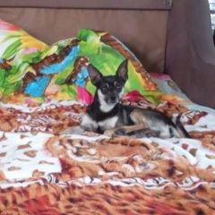 Подробнее об объявлении «Пропала собака кобель срочно нужна помощь Белово» Фото: пропала собака Той-терьер «Пропала собака кобель срочно нужна помощь Белово» в г. Белово