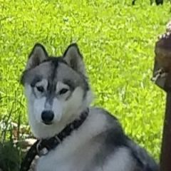 Подробнее об объявлении «Киржач Пропала собака» Фото: пропала собака Сибирская хаски «Киржач Пропала собака» в г. Киржач