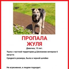 Подробнее об объявлении «Москва Пропала собака» Фото: пропала собака  «Москва Пропала собака» в г. Москва