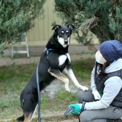 Подробнее об объявлении «Малоярославец Пропала собака кобель не теряем надежды продолжаем поиски» Фото: пропала собака  «Малоярославец Пропала собака кобель не теряем...» в г. Малоярославец