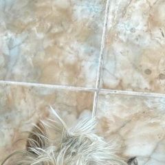 Подробнее об объявлении «Анапа Пропала собака» Фото: пропала собака Йоркширский терьер «Анапа Пропала собака» в г. Анапа