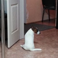 Подробнее об объявлении «Тюмень Пропала собака кобель джек рассел» Фото: пропала собака  «Тюмень Пропала собака кобель джек рассел» в г. Тюмень