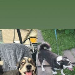 Подробнее об объявлении «Вороново Гродненская обл. Пропала собака кобель» Фото: пропала собака  «Вороново Гродненская обл. Пропала собака кобель» в г. Вороново Гродненская обл.