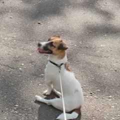 Подробнее об объявлении «Красноярск Пропала собака щенок джек рассел.» Фото: пропала собака Джек рассел терьер «Красноярск Пропала собака щенок джек рассел.» в г. Красноярск