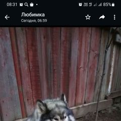 Подробнее об объявлении «Ростов-на-Дону Пропала собака кобель маломут» Фото: пропала собака Аляскинский маламут «Ростов-на-Дону Пропала собака кобель маломут» в г. Ростов-на-Дону