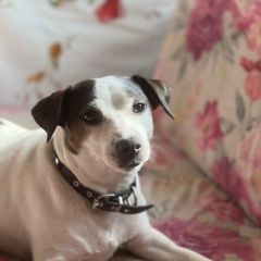 Подробнее об объявлении «Санкт-Петербург Пропала собака кобель джек рассел терьер» Фото: пропала собака Джек рассел терьер «Санкт-Петербург Пропала собака кобель джек...» в г. Санкт-Петербург