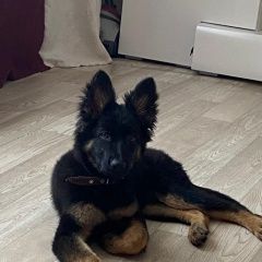 Подробнее об объявлении «Железногорск Курская обл. Пропала собака по кличке найта» Фото: пропала собака Немецкая овчарка «Железногорск Курская обл. Пропала собака по...» в г. Железногорск Курская обл.