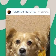 Подробнее об объявлении «Таганрог Пропала собака» Фото: пропала собака  «Таганрог Пропала собака» в г. Таганрог