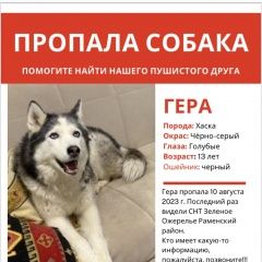Подробнее об объявлении «Коломна Пропала собака просьба, связать по любой информации» Фото: пропала собака Сибирская хаски «Коломна Пропала собака просьба, связать по...» в г. Коломна